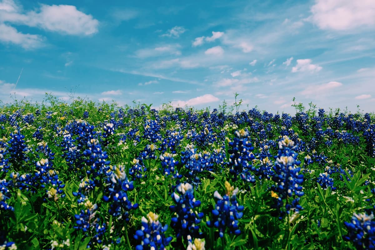 Spring Home Improvement Checklist