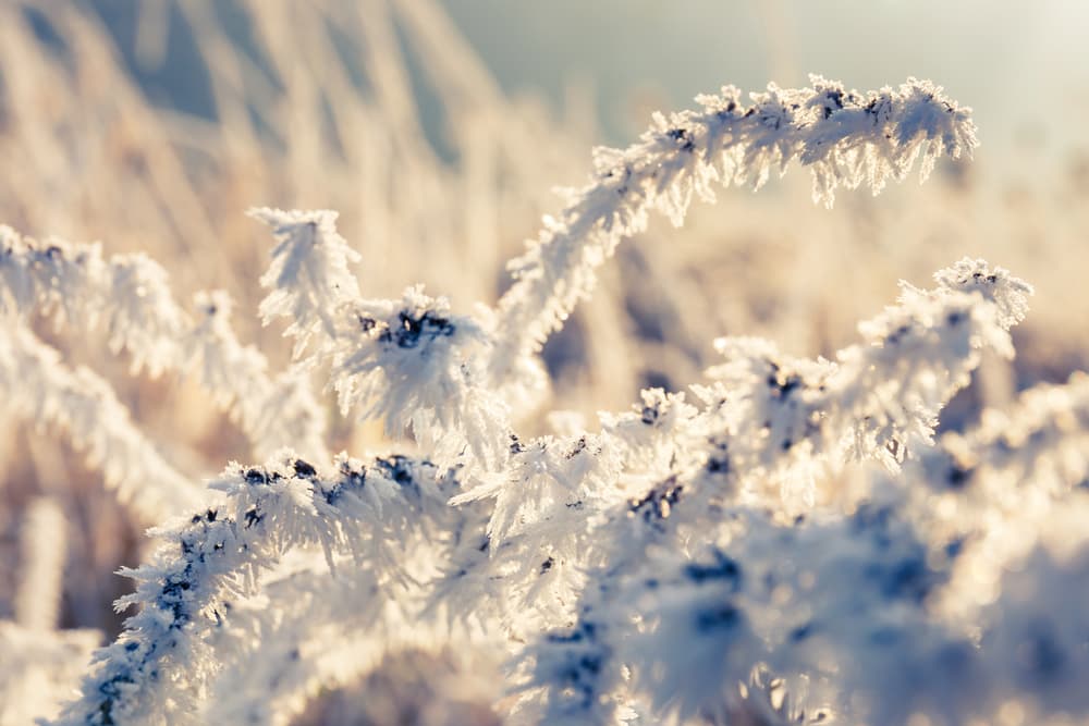 Stay Warm and Secure: Navigating Extreme Cold with Koala Insulation