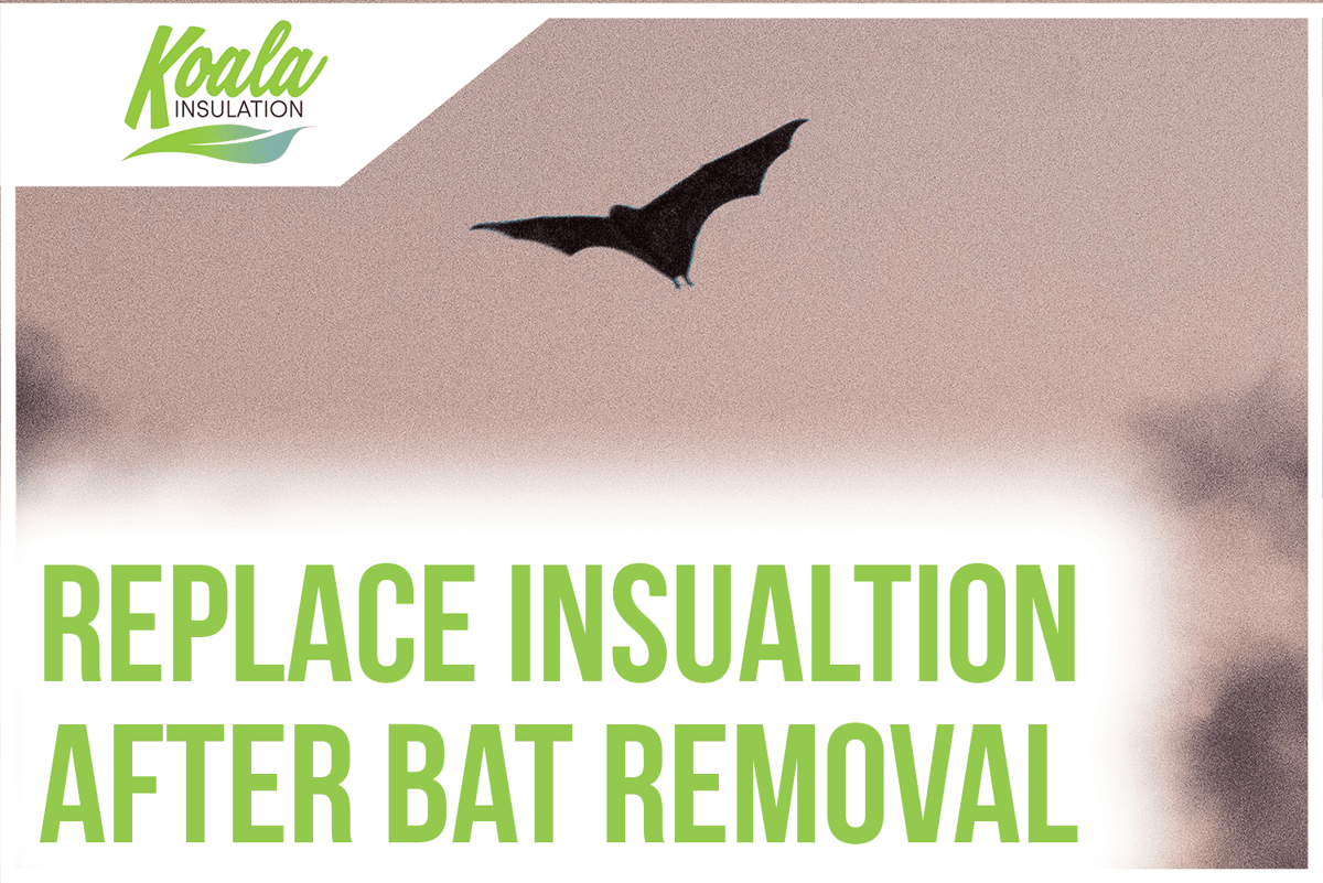 Why You Need New Insulation After A Bat Removal Service