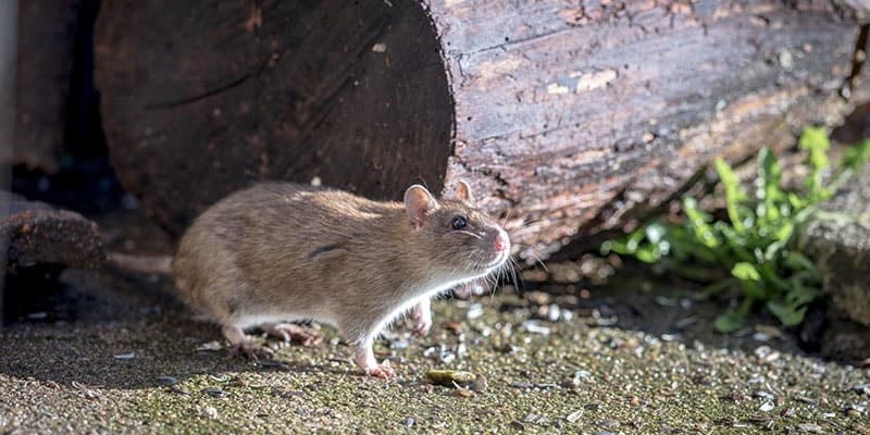 Does Insulation Prevent Rodents From Entering Your Home
