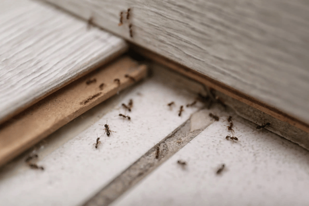 Does Insulation Help With Pest Control