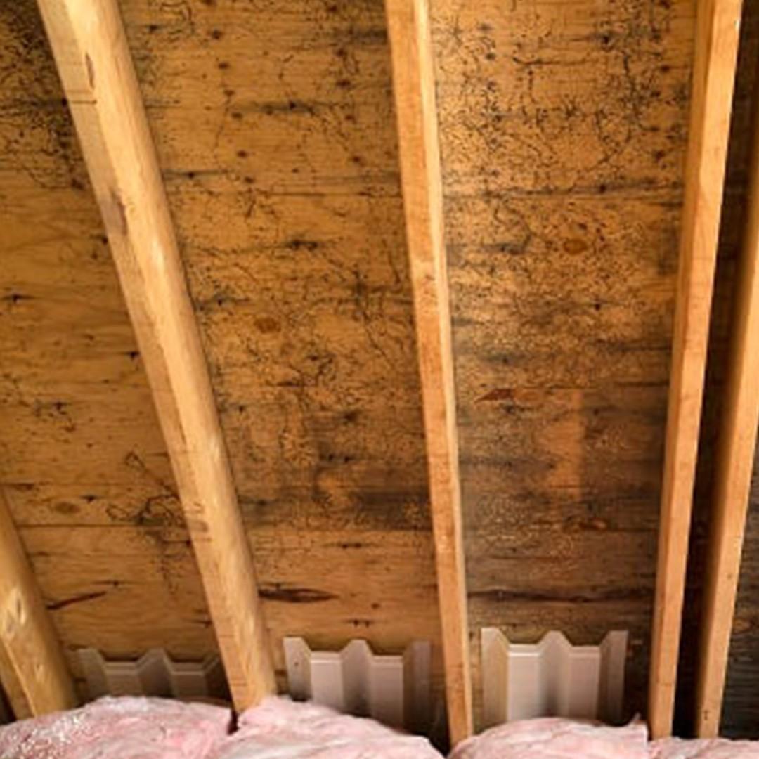 Top 3 Reasons Koala Can Help You Avoid Mold in Your New Build