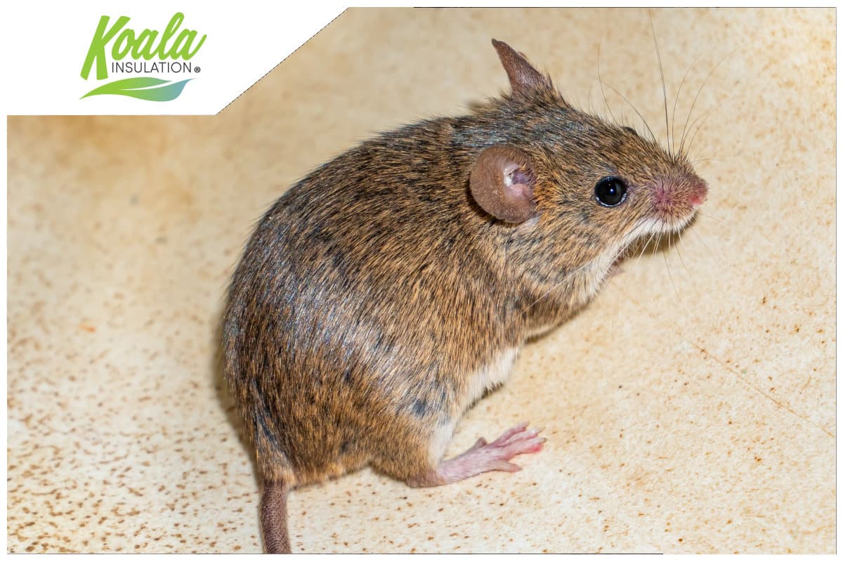 Mice In Attic? Read These Pro Tips From Koala Insulation
