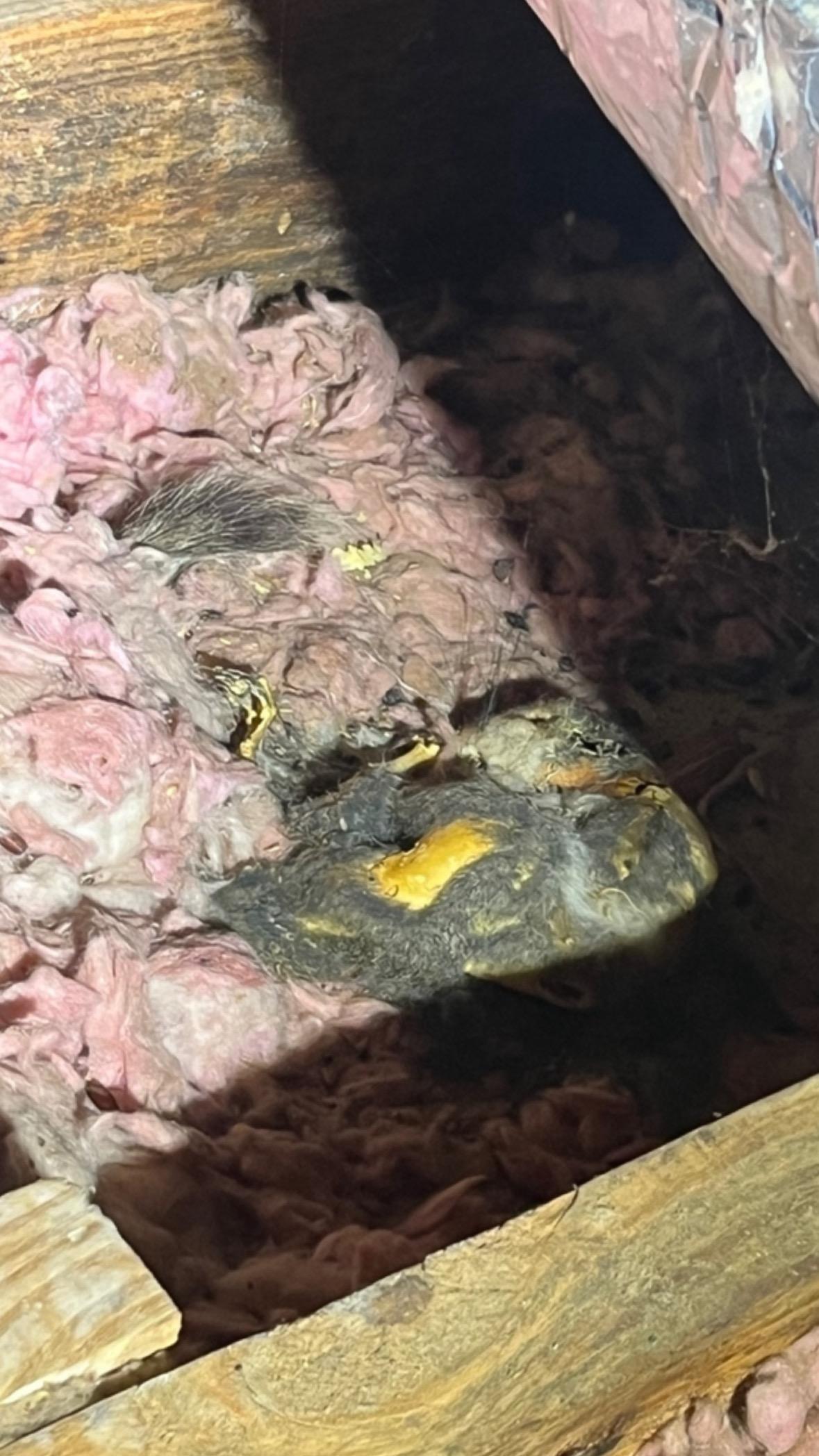 Could my house be making me sick?