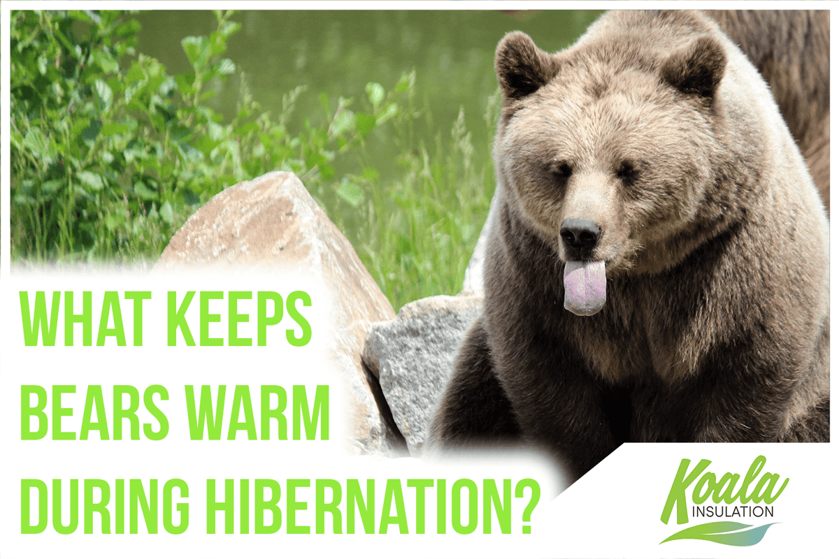 What Keeps Bears Warm During Hibernation?