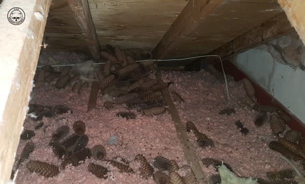 How Insulation Can Help With Pest Control