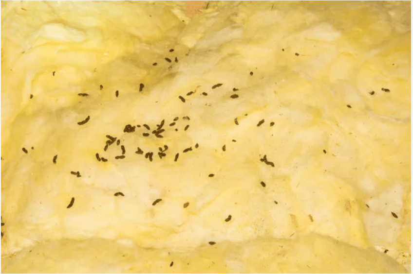 How to Keep Your Jacksonville Attic Insulation Safe from Pests?