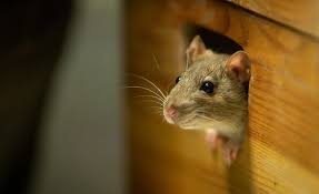 Does Spray Foam Insulation Keep Mice Out? Pros, Cons, and Best Practice
