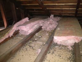 The Importance of Ensuring Your Attic is Free from Rodent Damage