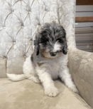 The Purr-fect Nest: How Insulated Homes Benefit Our Furry Friends