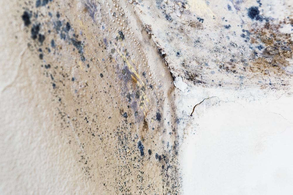 Insulation And Its Role in Preventing Mold Growth